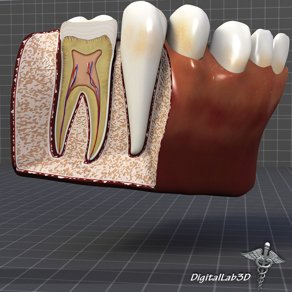 Teeth and Gums Anatomy 3D model_3