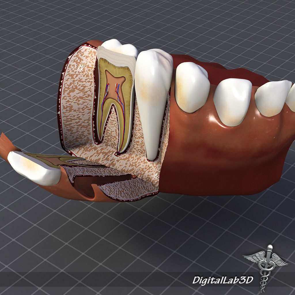 Teeth and Gums Anatomy 3D model_4
