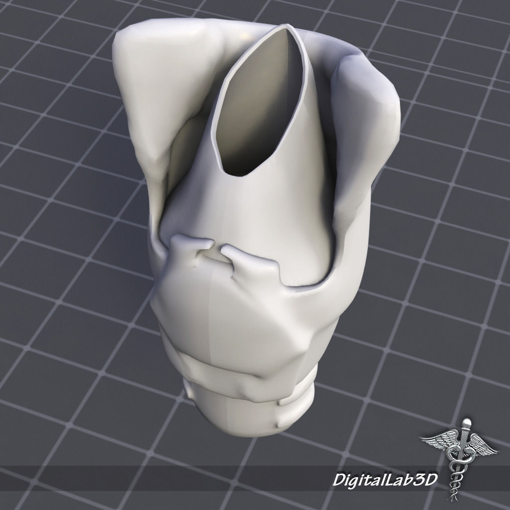 Throat Larynx 3D model_3
