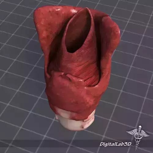 Throat Larynx 3D model