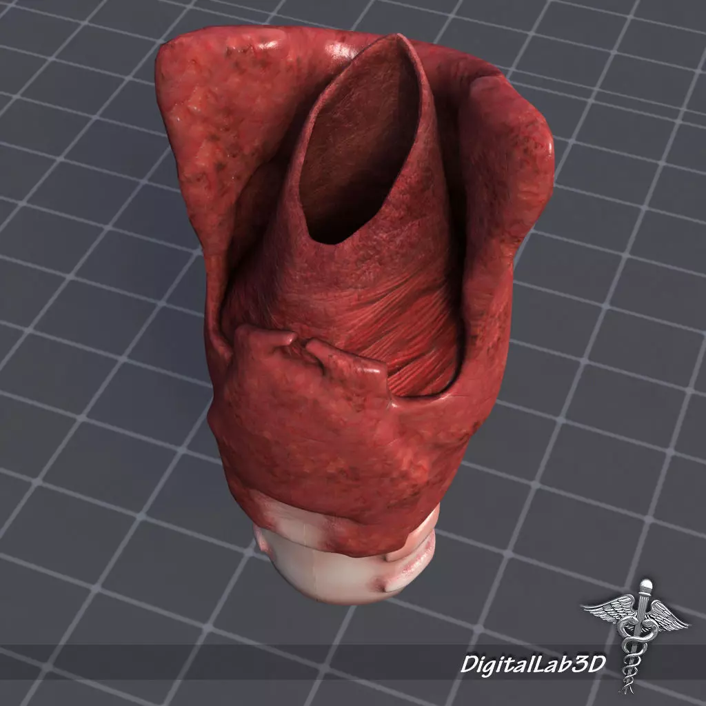 Throat Larynx 3D model_0