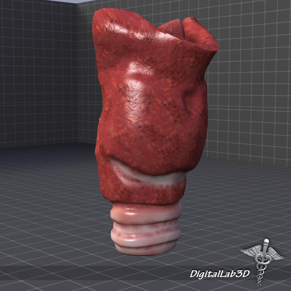 Throat Larynx 3D model_5