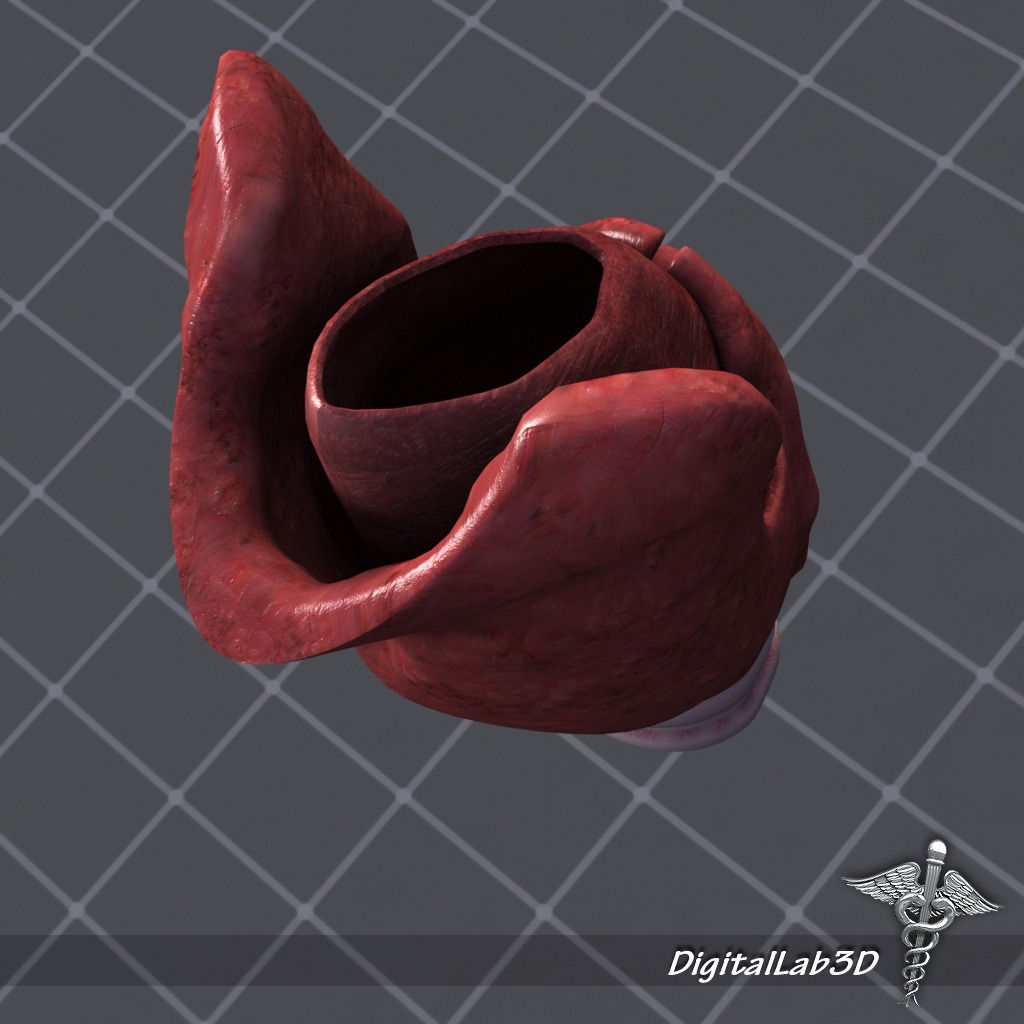Throat Larynx 3D model_4