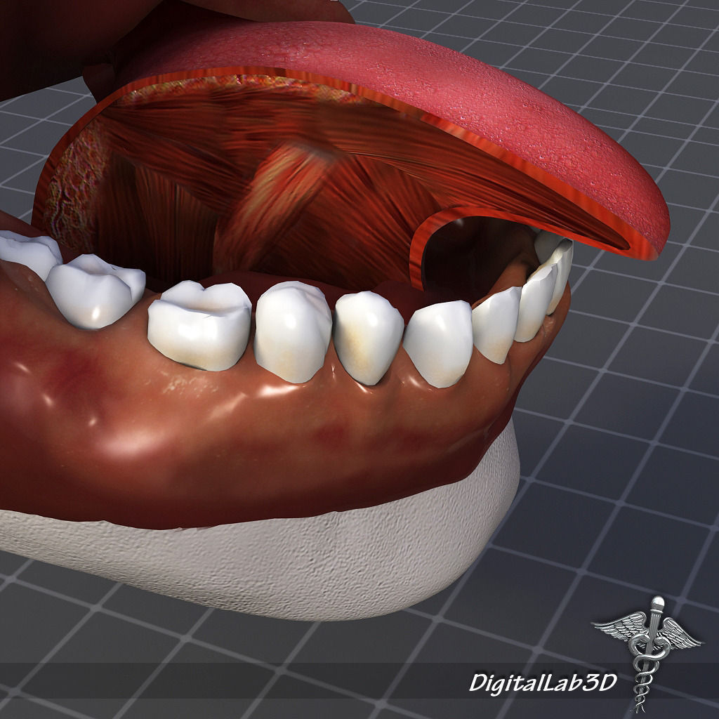 Human Tongue Anatomy 3D model_5