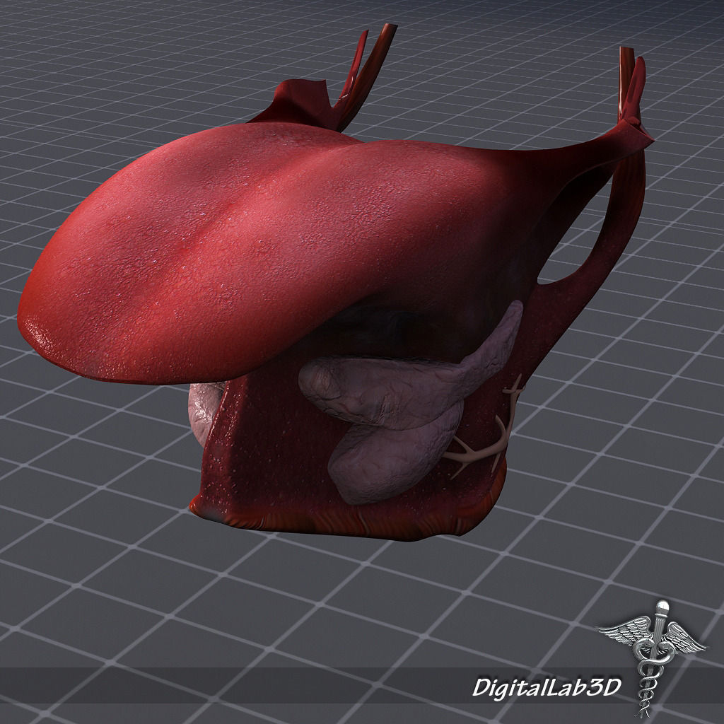 Human Tongue Anatomy 3D model_2
