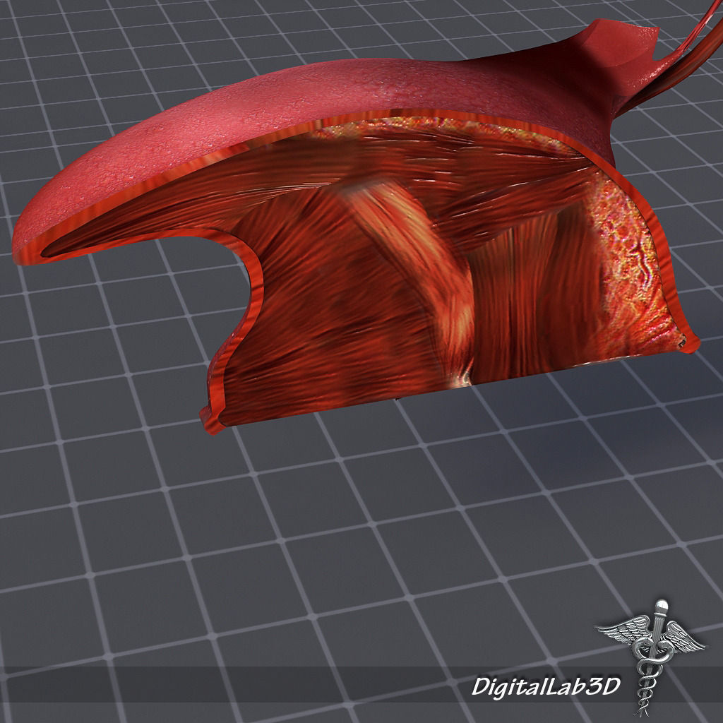 Human Tongue Anatomy 3D model_3