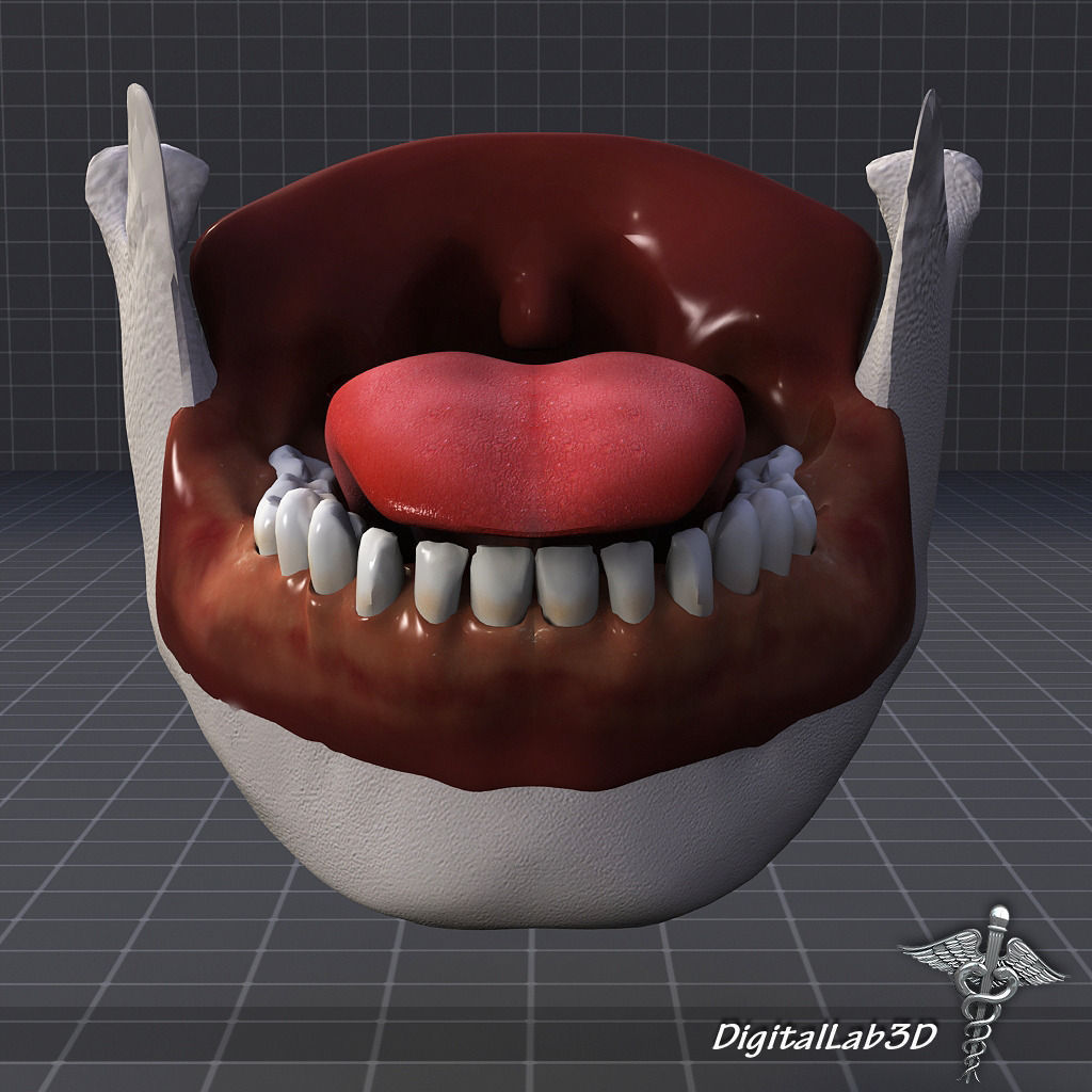 Human Tongue Anatomy 3D model_1