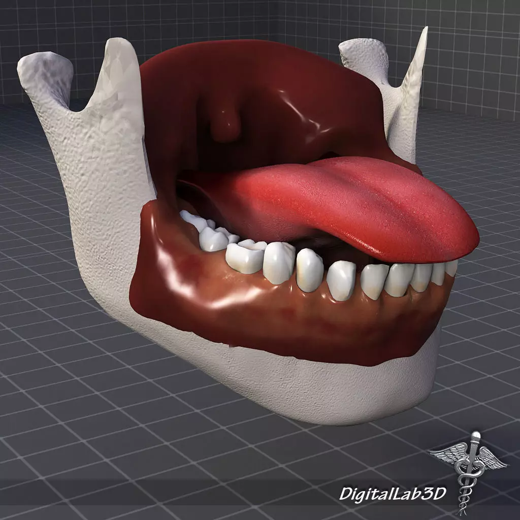 Human Tongue Anatomy 3D model_0