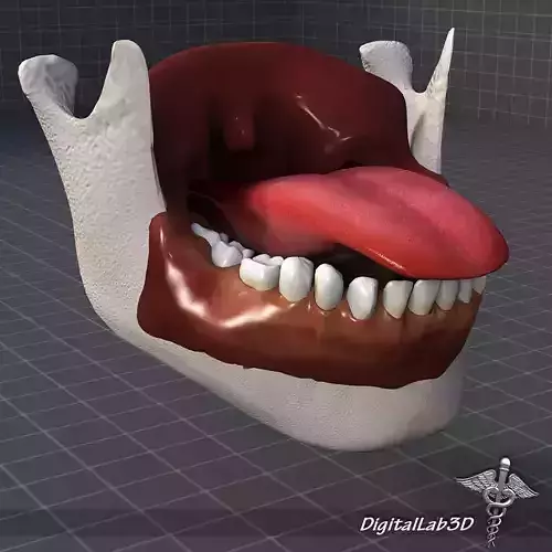 Human Tongue Anatomy 3D model