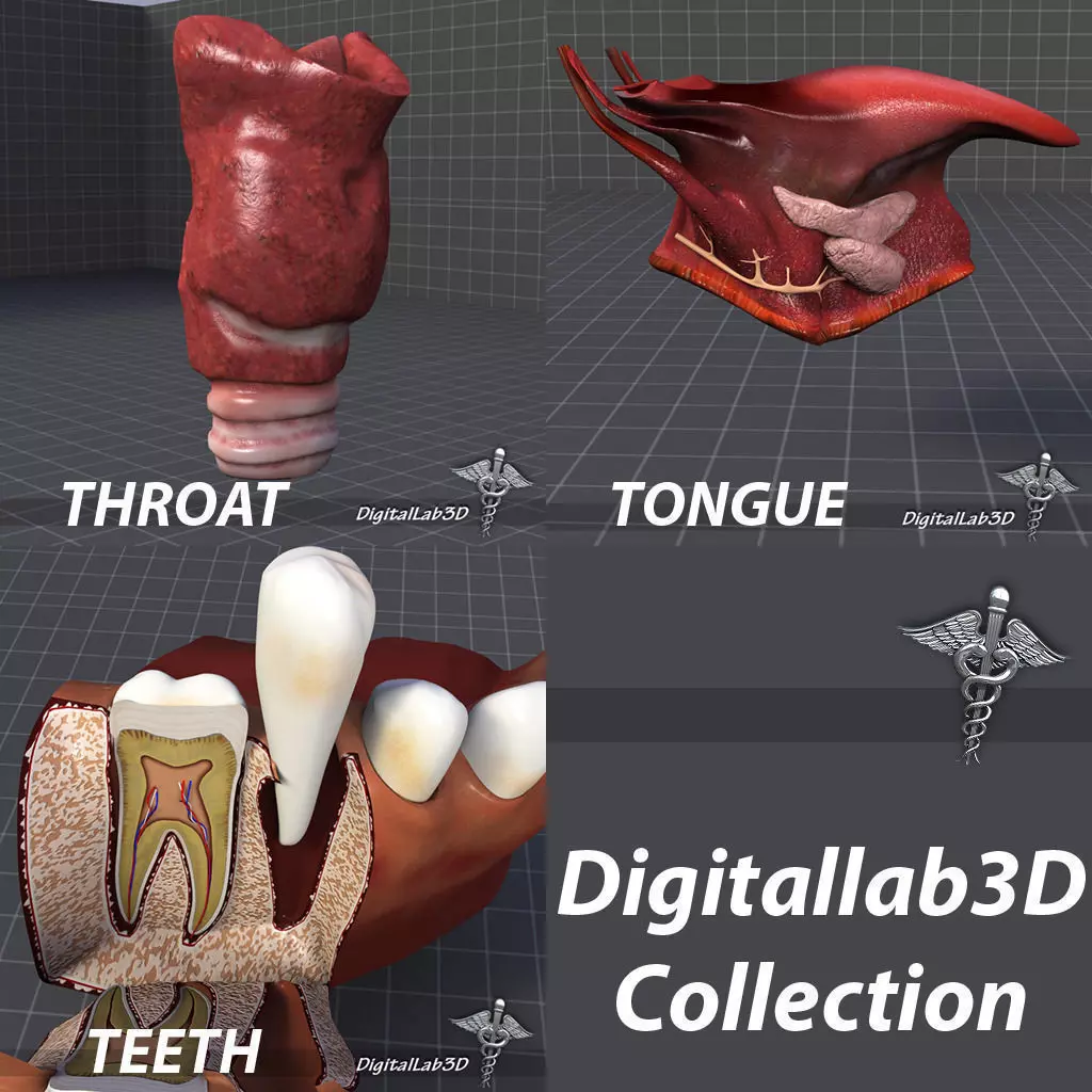 Tongue Throat and Teeth Collection 3D model_0