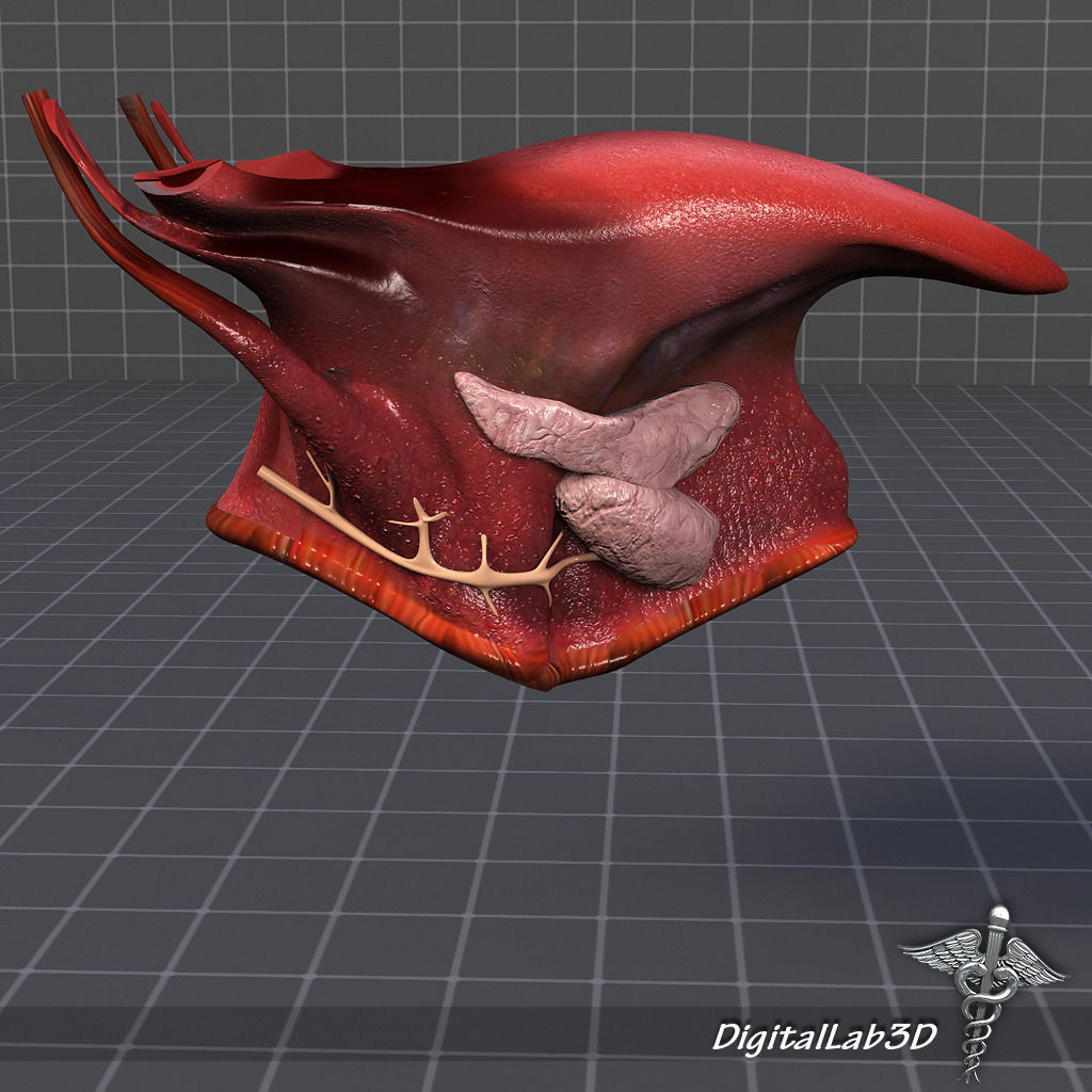 Tongue Throat and Teeth Collection 3D model_11