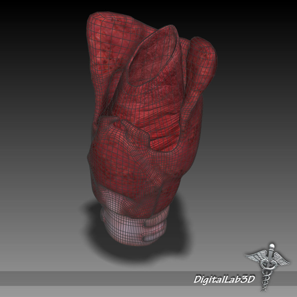 Tongue Throat and Teeth Collection 3D model_7