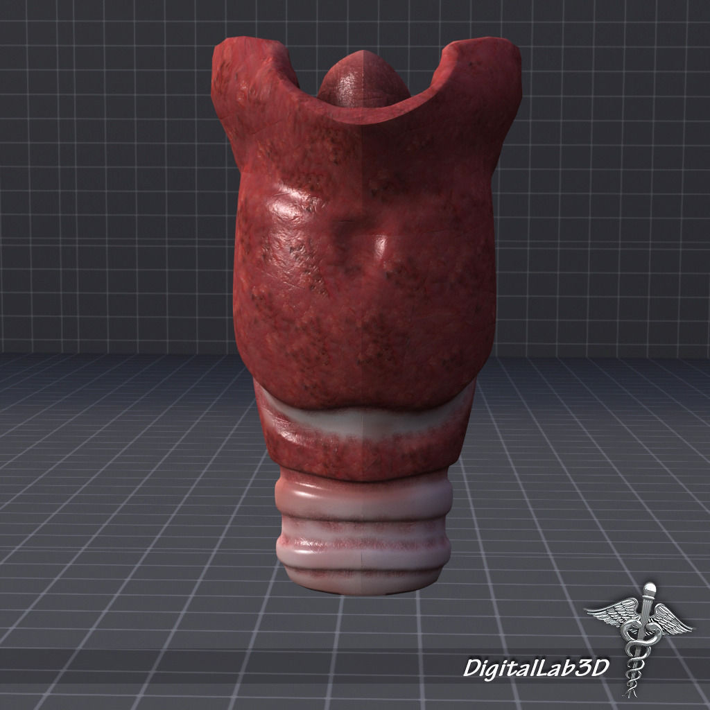 Tongue Throat and Teeth Collection 3D model_6