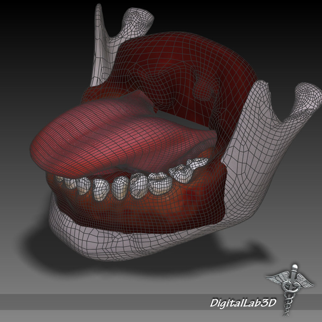 Tongue Throat and Teeth Collection 3D model_9