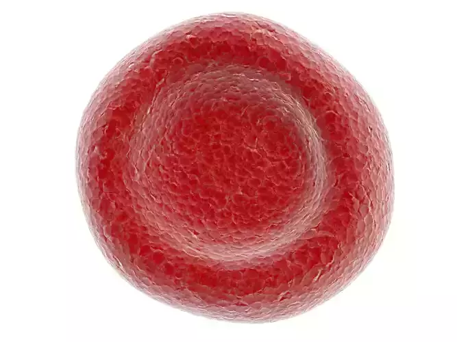 Red Blood Cell 3D model