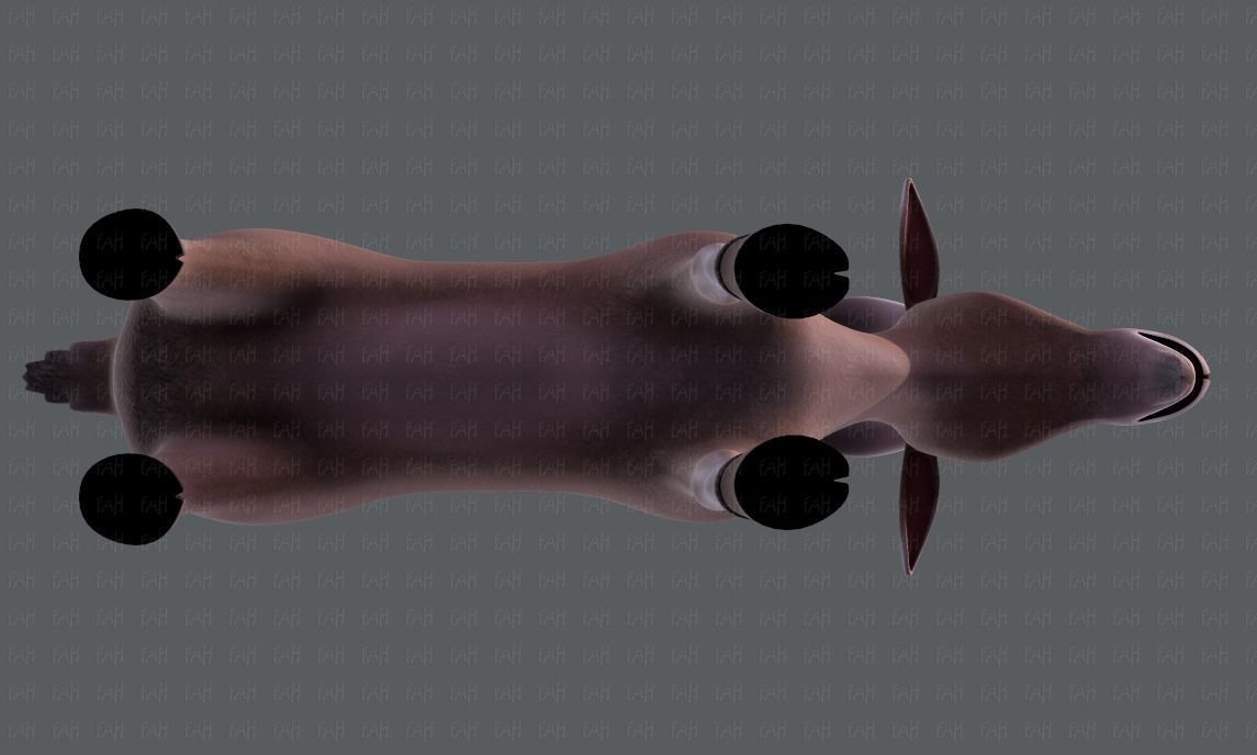 Goat V01 Low-poly 3D model_35