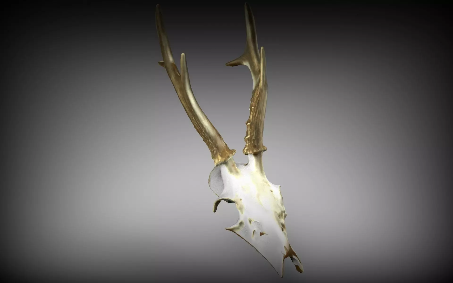 Goat Skull - 3D Scanned 3D model