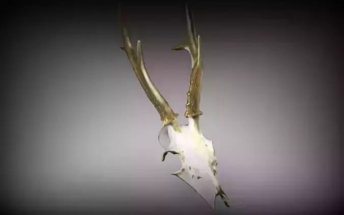 Goat Skull - 3D Scanned