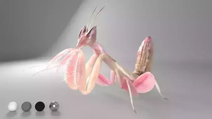 Mantis praying 3D model