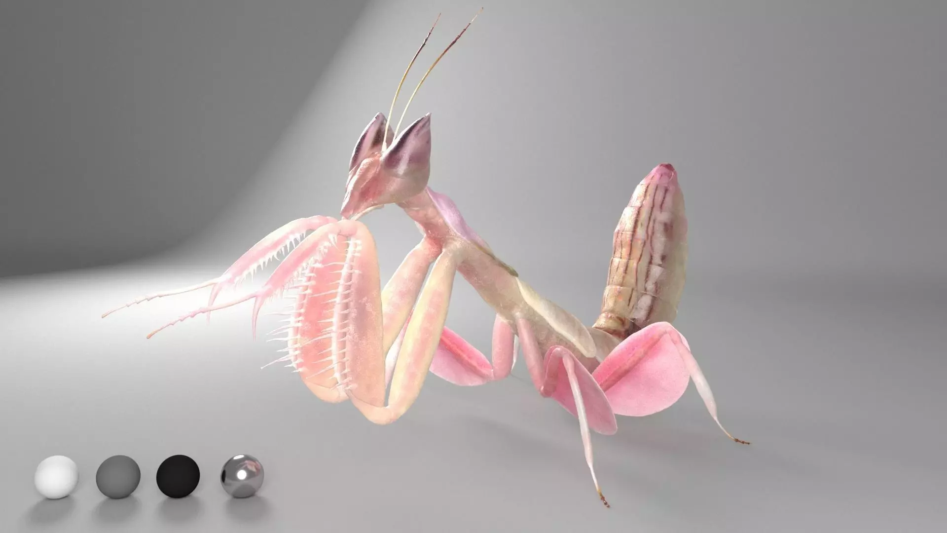 Mantis praying 3D model_0