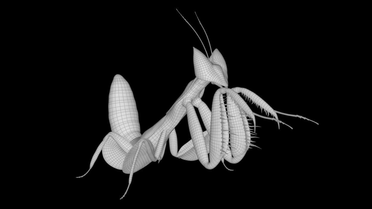 Mantis praying 3D model_4