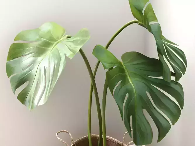 Monstera plant 3D model