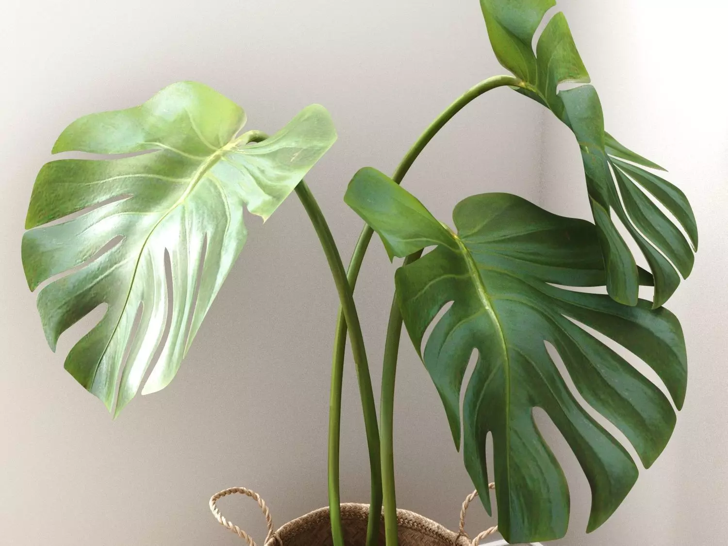 Monstera plant 3D model
