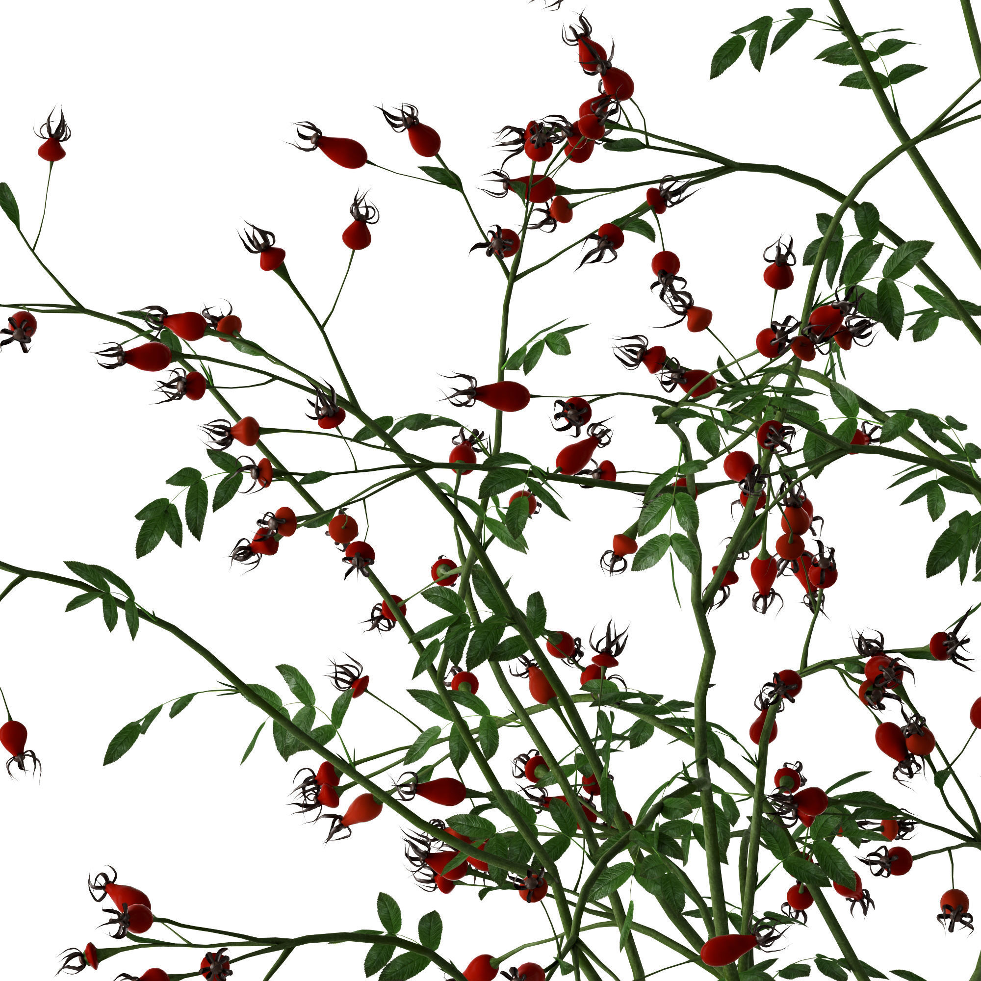 Twigs in Echasse Vases 3D model_6