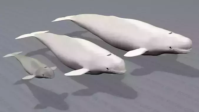 Beluga Whales Family -Delphinapterus Leucas- Male Female Calf -  3D model