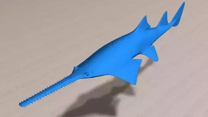 Smalltooth Sawfish - Pristis pectinata - Adult Male Fish - 3D model