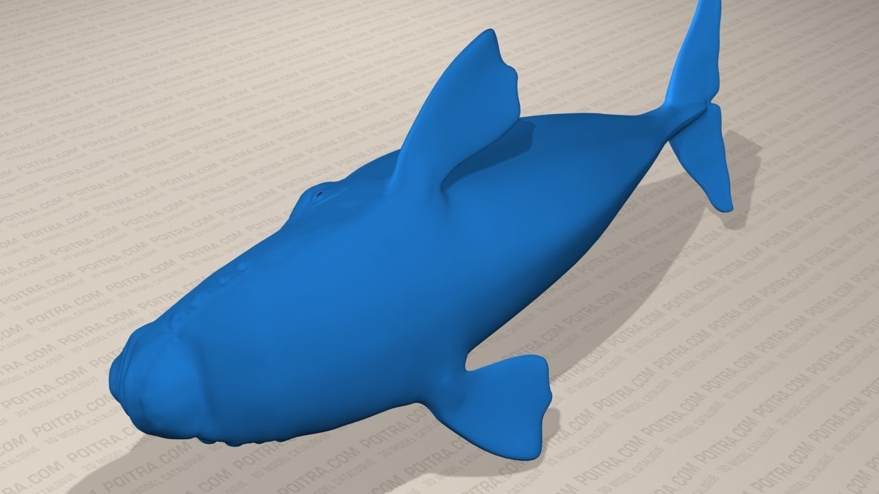 Northern Right Whale - Eubalaena Glacialis - Adult Male -  3D model_6