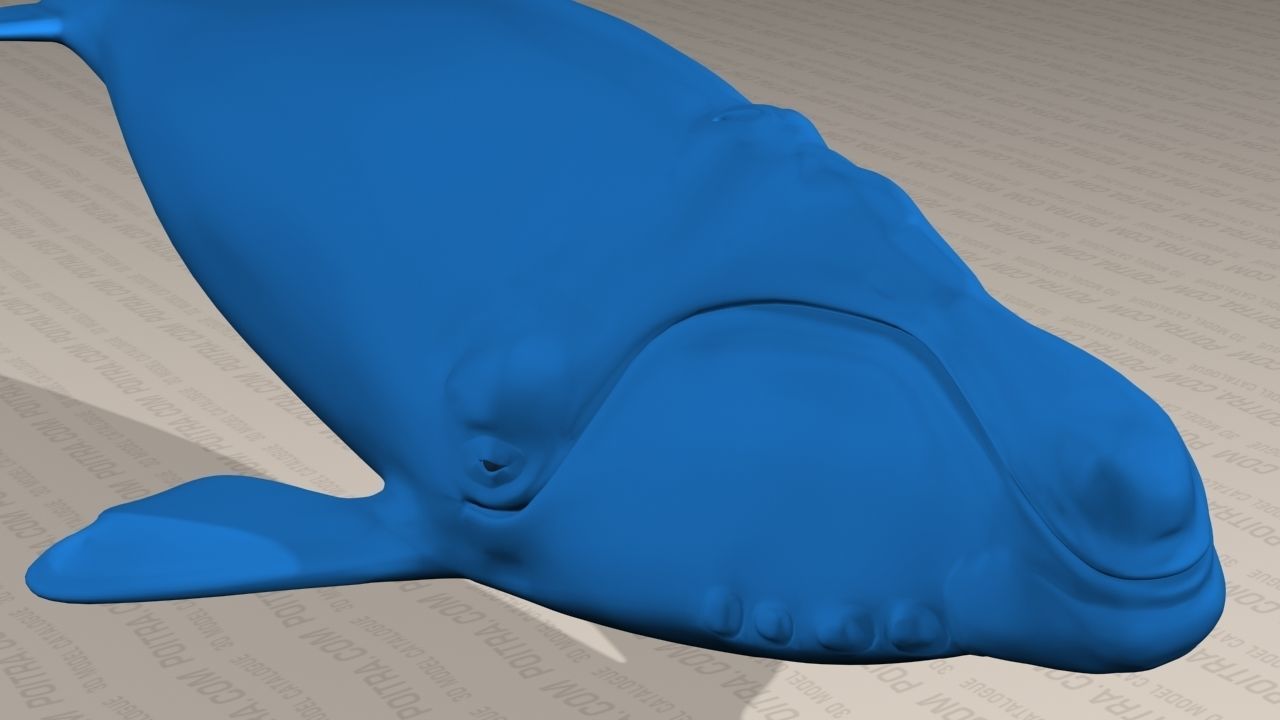 Northern Right Whale - Eubalaena Glacialis - Adult Male -  3D model_4