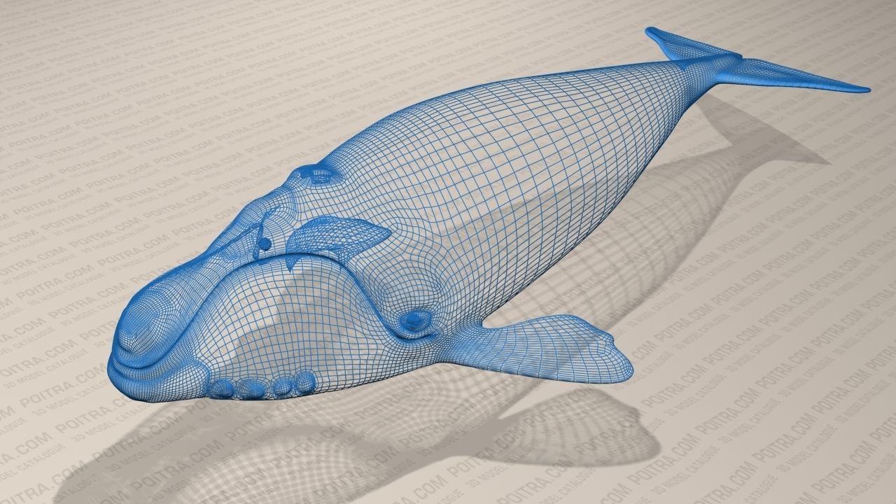 Northern Right Whale - Eubalaena Glacialis - Adult Male -  3D model_1