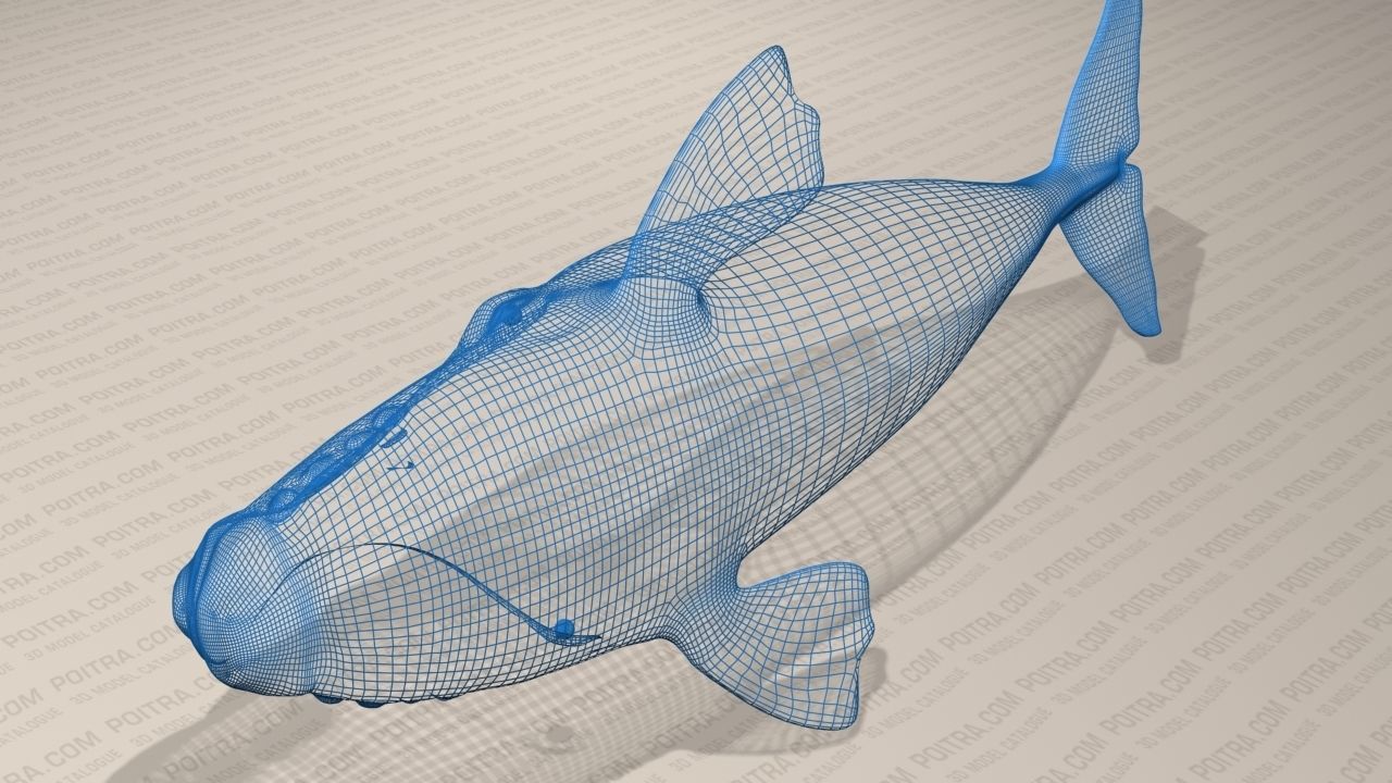 Northern Right Whale - Eubalaena Glacialis - Adult Male -  3D model_7