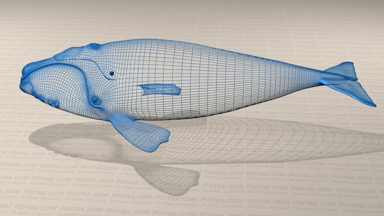 Northern Right Whale - Eubalaena Glacialis - Adult Male -  3D model_15