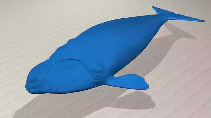 Northern Right Whale - Eubalaena Glacialis - Adult Male -  3D model