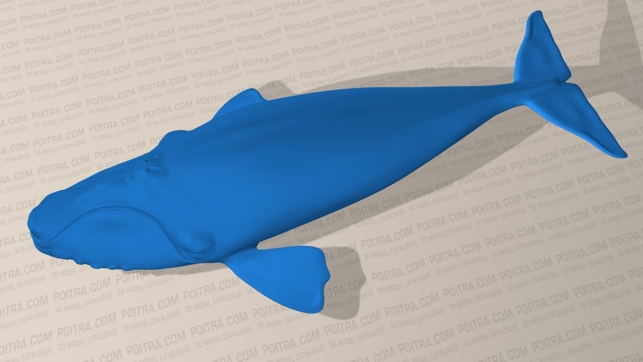 Northern Right Whale - Eubalaena Glacialis - Adult Male -  3D model_2