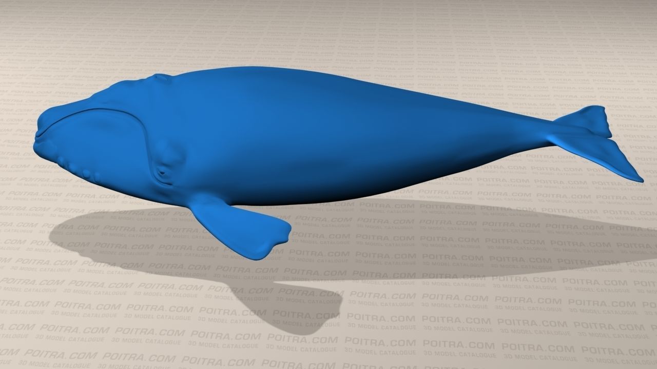 Northern Right Whale - Eubalaena Glacialis - Adult Male -  3D model_14