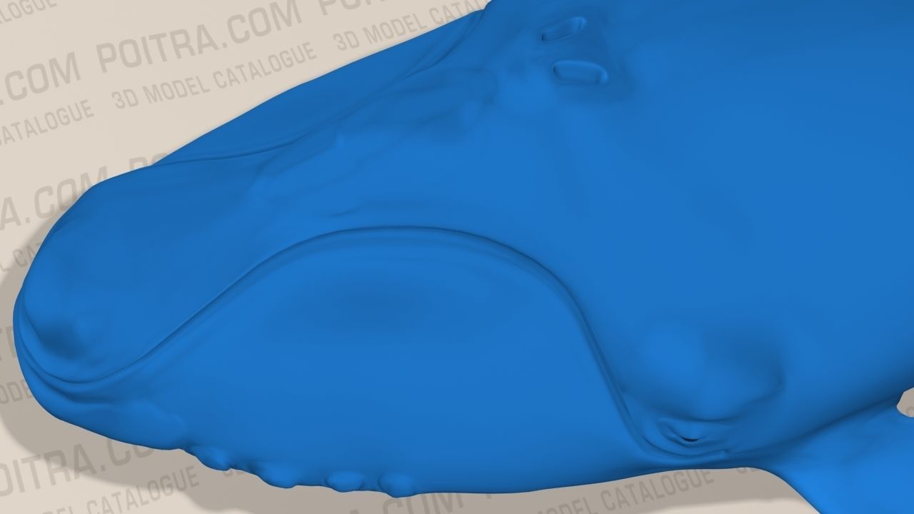 Northern Right Whale - Eubalaena Glacialis - Adult Male -  3D model_12