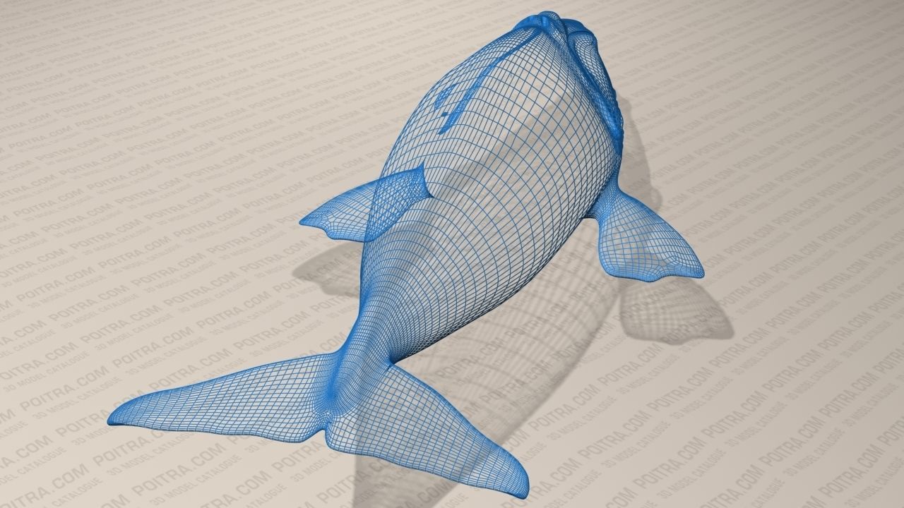 Northern Right Whale - Eubalaena Glacialis - Adult Male -  3D model_9