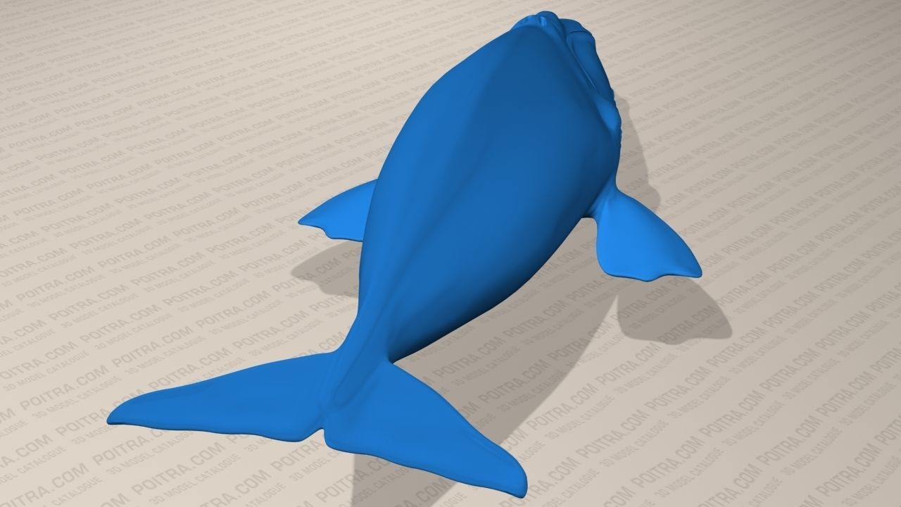 Northern Right Whale - Eubalaena Glacialis - Adult Male -  3D model_8