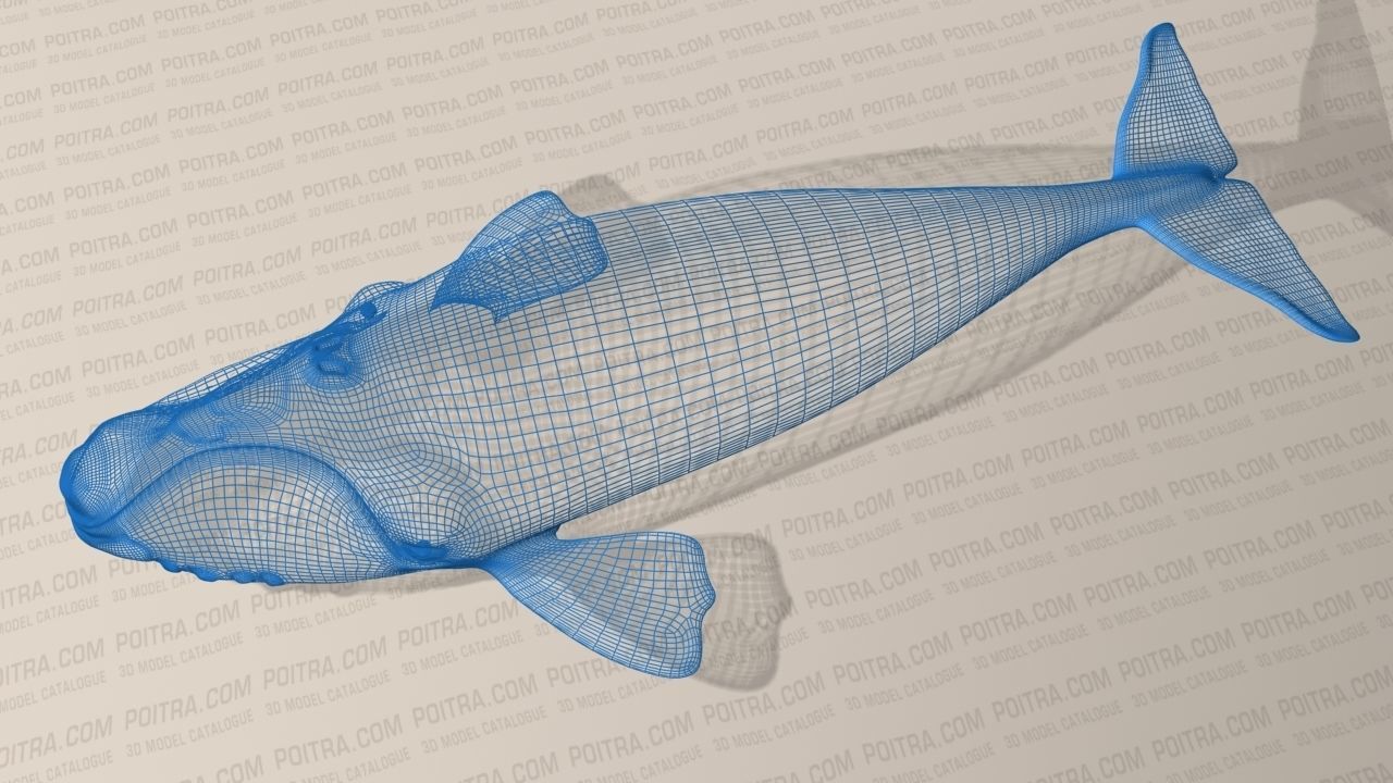 Northern Right Whale - Eubalaena Glacialis - Adult Male -  3D model_3