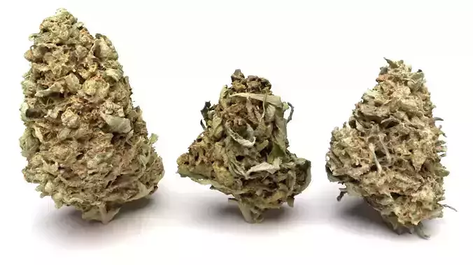 Cannabis Buds 3-Pack 3D Model Collection