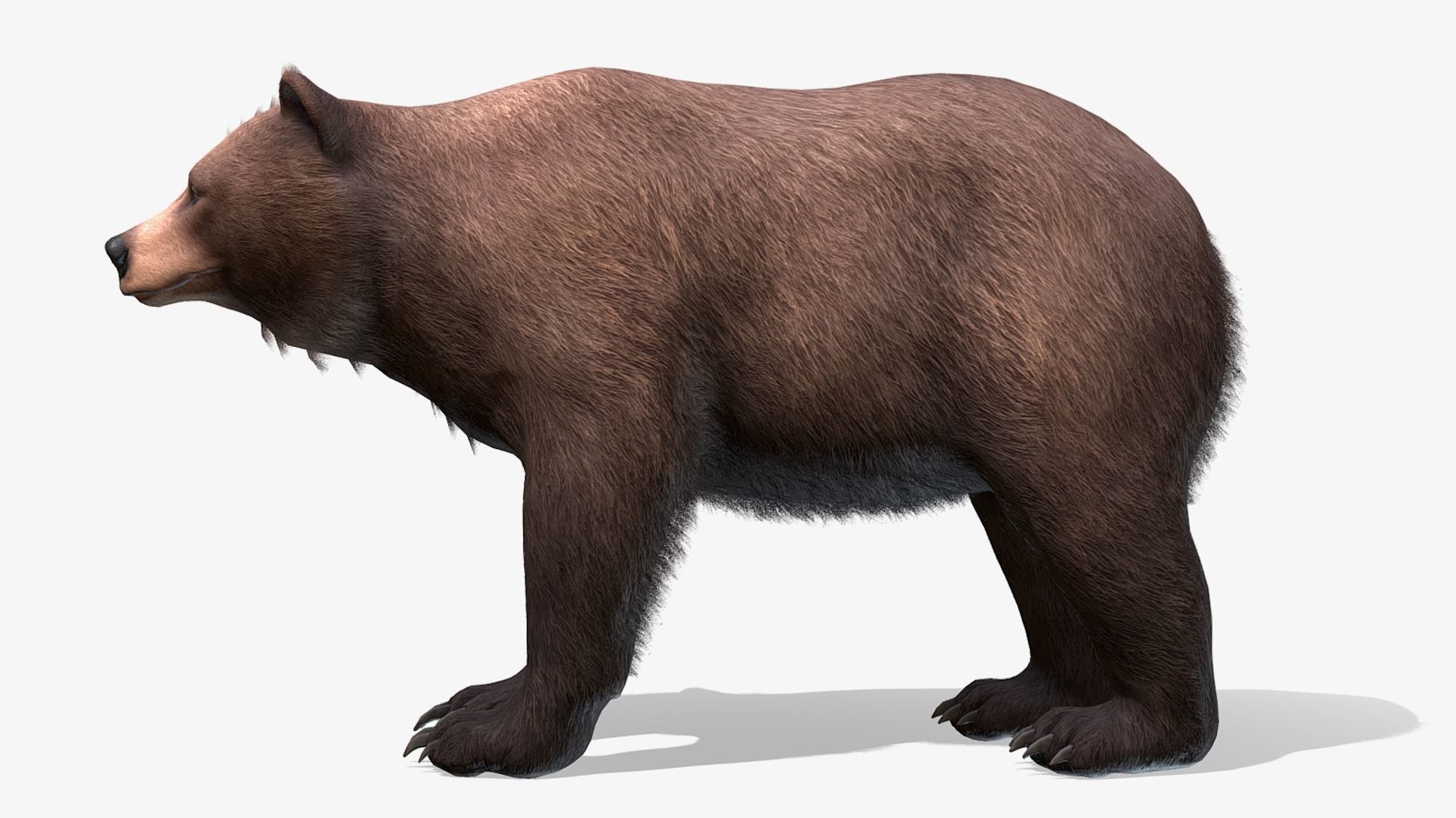BEAR - FEMALE Low-poly 3D model_3