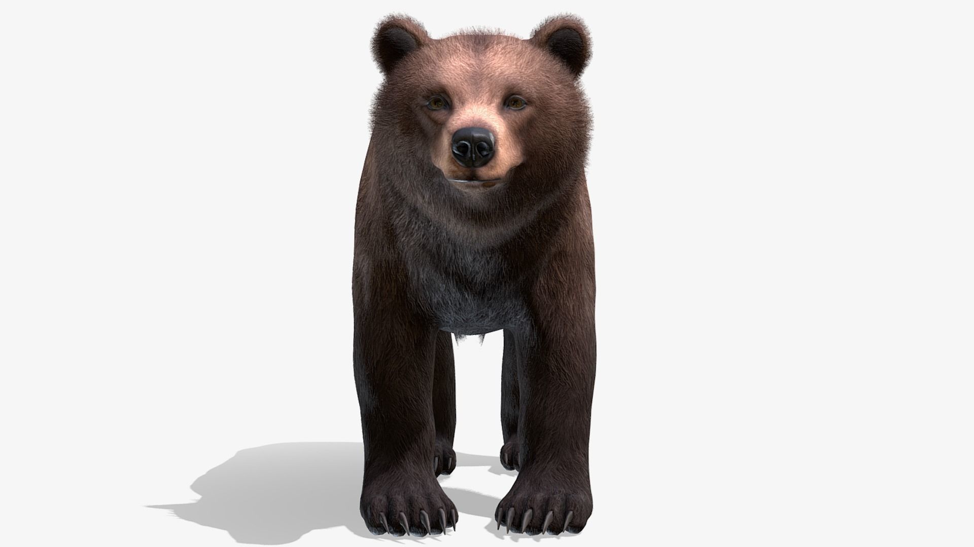 BEAR - FEMALE Low-poly 3D model_4