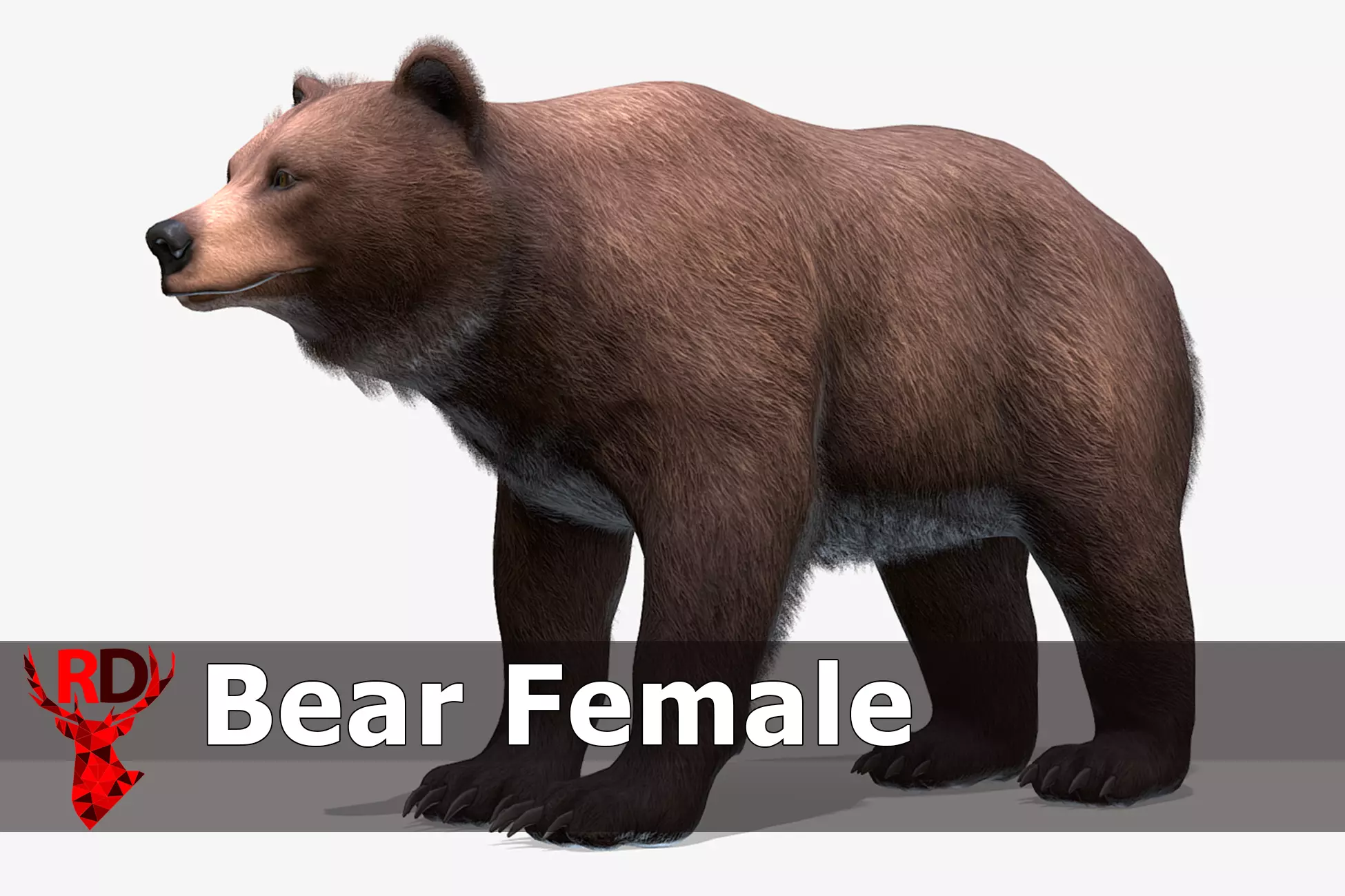 BEAR - FEMALE Low-poly 3D model_0