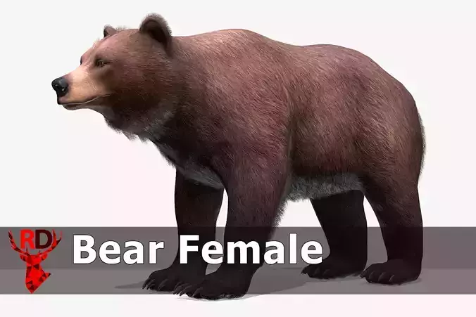BEAR - FEMALE Low-poly 3D model
