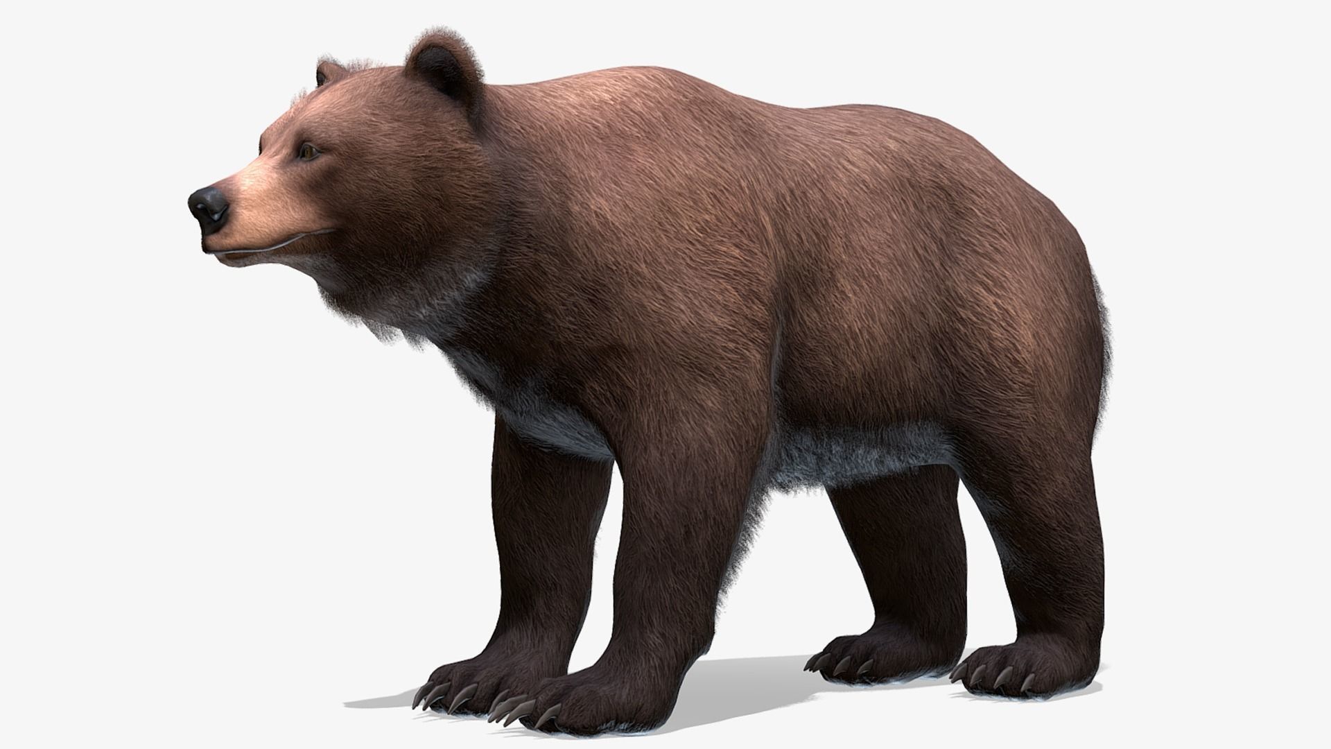 BEAR - FEMALE Low-poly 3D model_2