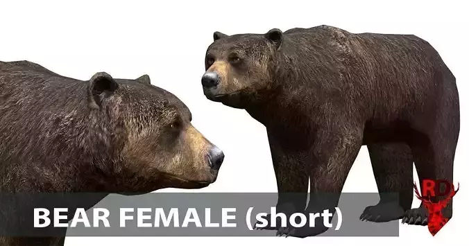 Bear Female 1 Low-poly 3D model