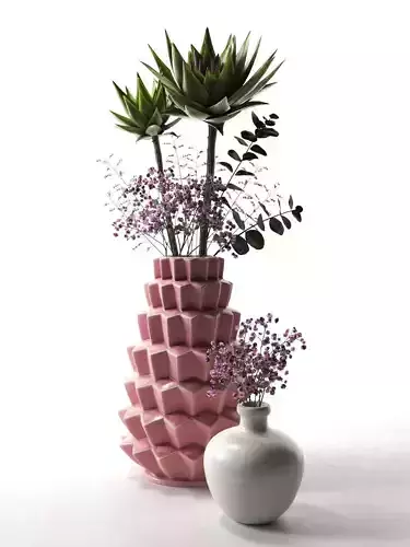 Vases with Echeveria